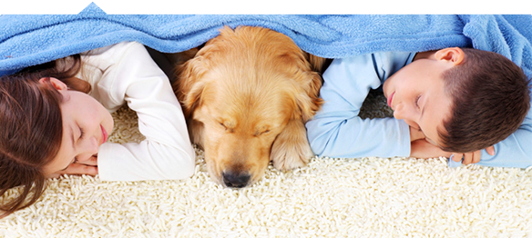 Pet Stain & Odor Treatment